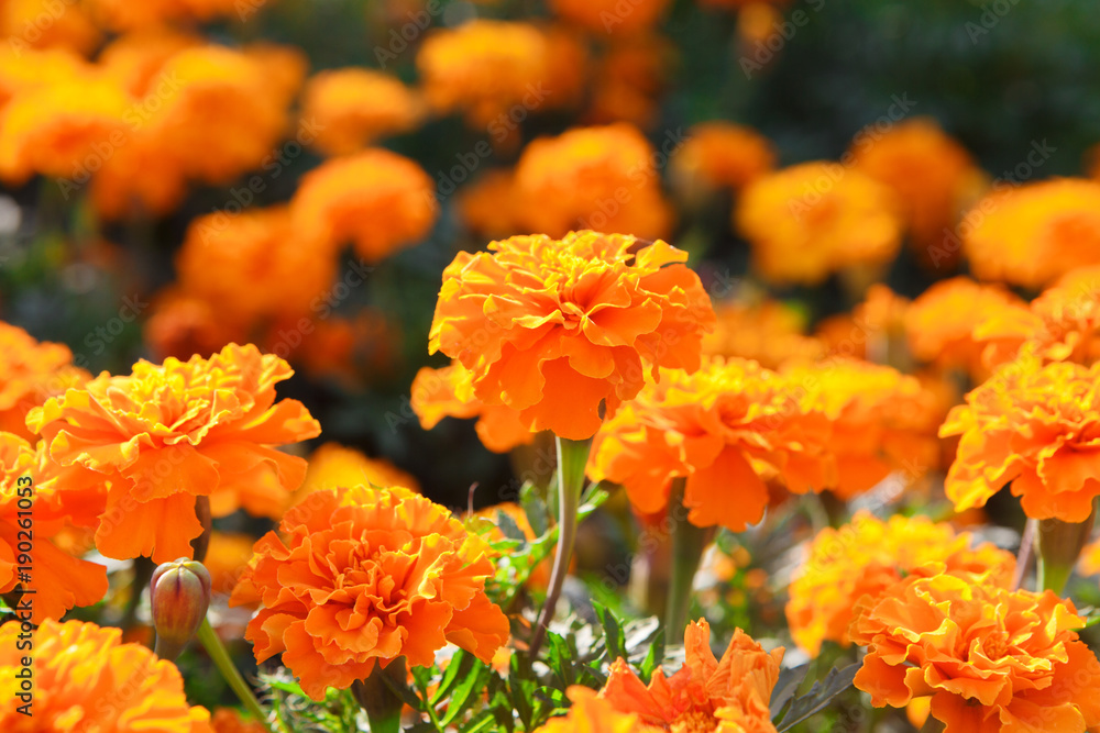 Bright marigold flowers, blooming background Bright marigold flowers, blooming background