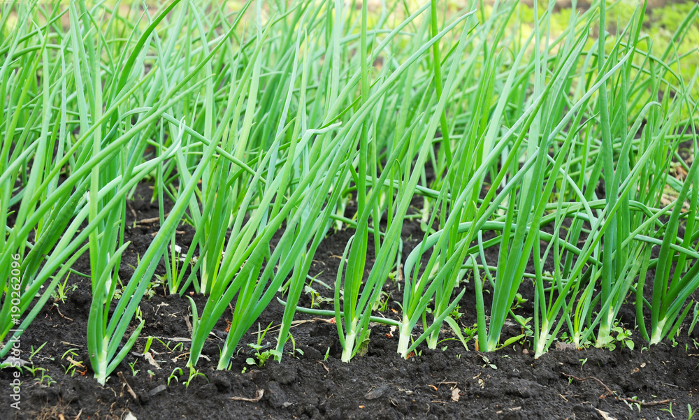 Onions: Planting, Growing and Harvesting Onion Plants Onions: Planting, Growing and Harvesting Onion Plants