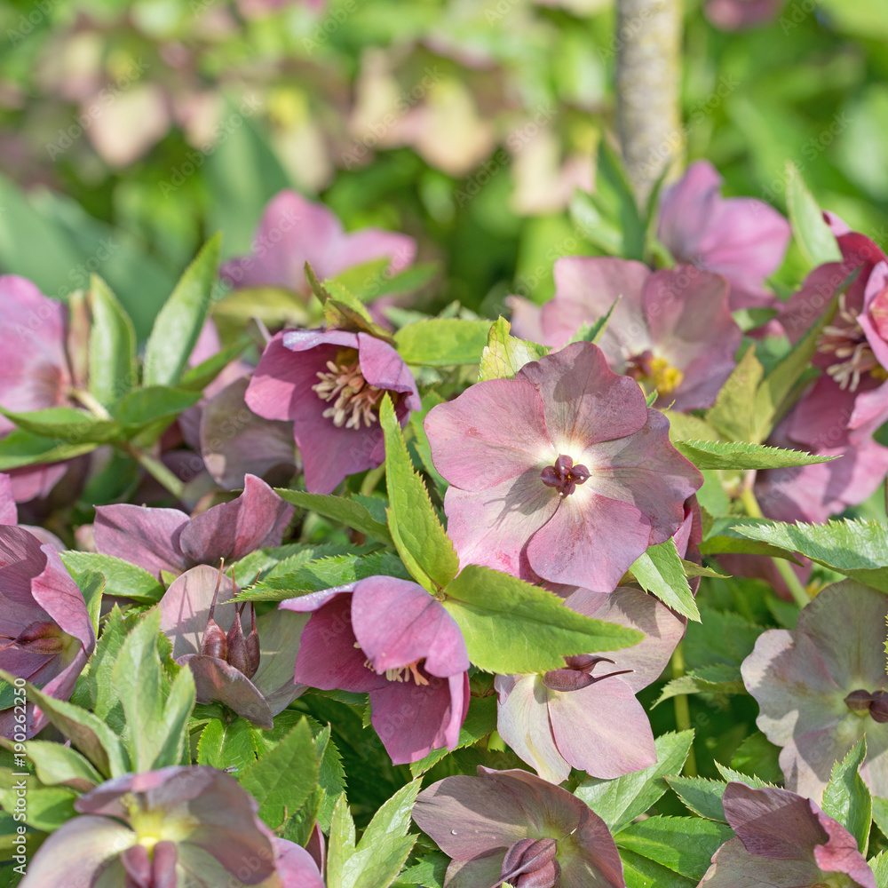 Fototapeta premium Lenzrose, Orientalische Nieswurz, Helleborus orientalis