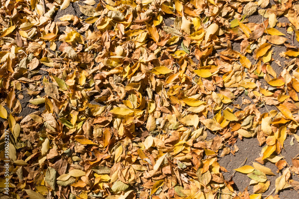 Sidewalk covered with dry fallen leaves from above Sidewalk covered with dry fallen leaves from above