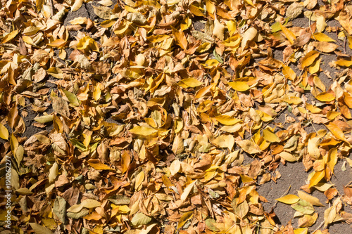 Sidewalk covered with dry fallen leaves from above