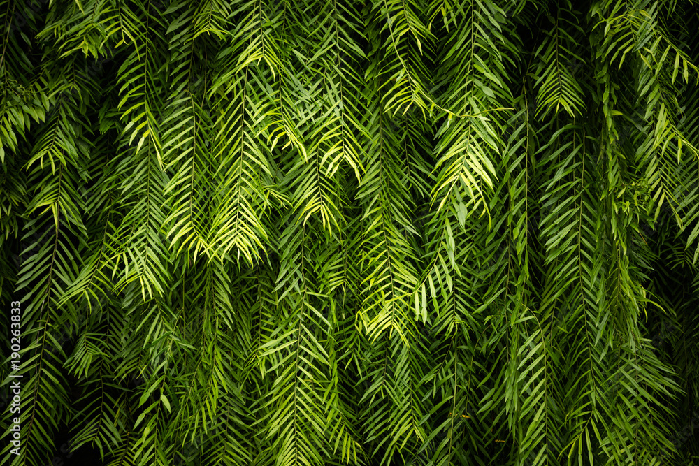 Green Leaf wall background and texture