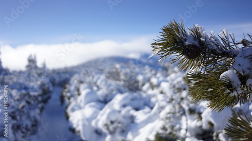 Fototapeta Naklejka Na Ścianę i Meble -  Babia Góra.  Polska.