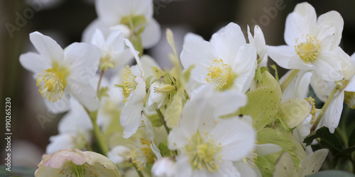 Schneerosen oder Christrosen, Schwarze Nieswurz, (Helleborus niger), Panorama