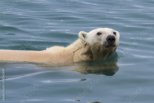 Polar bear swimming in the waters of Svalbard, arctic Norway