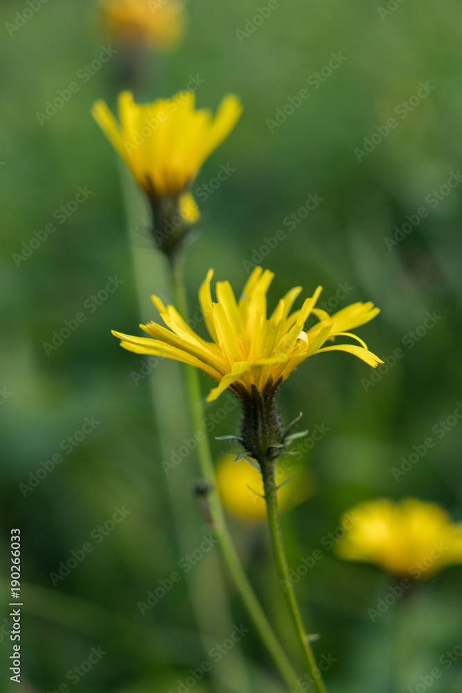 Spotted Hawkweed close-up, yellow flower Spotted Hawkweed close-up, yellow flower