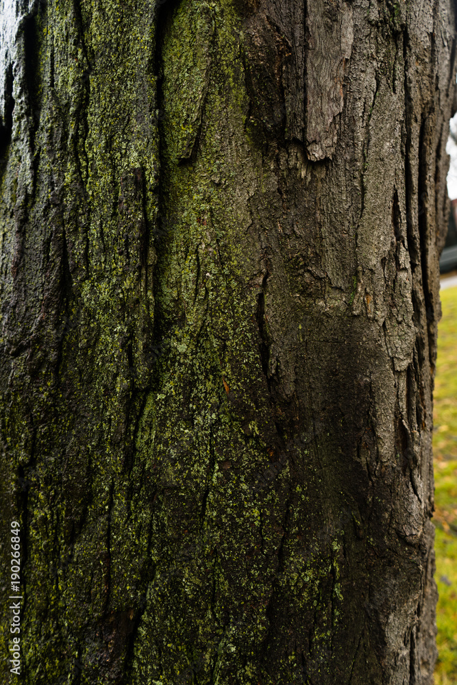 Obraz premium oak close-up