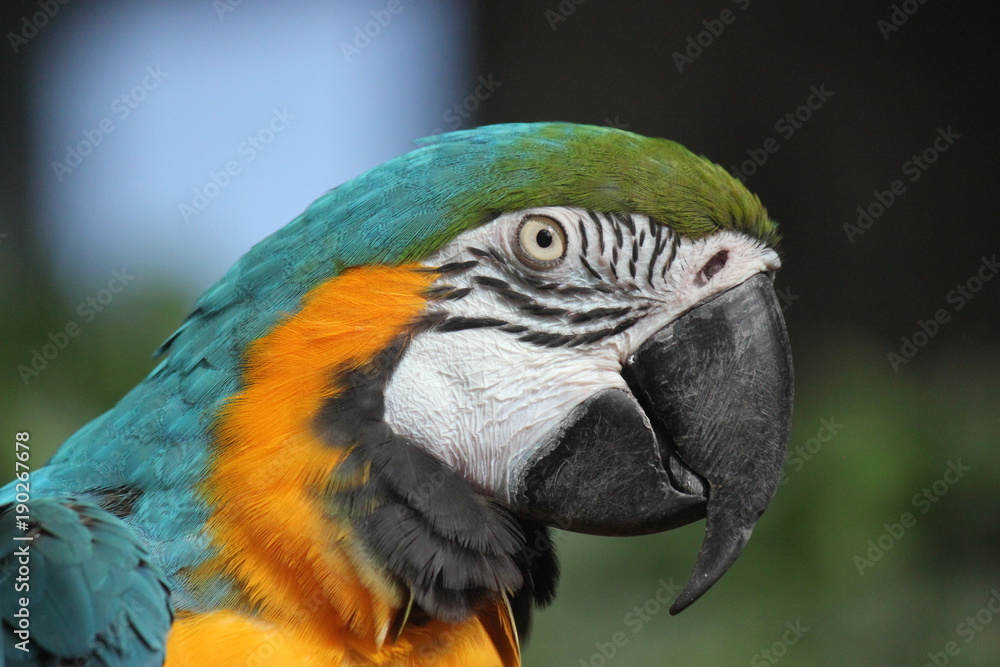 Bird Face 2 Bird Face 2