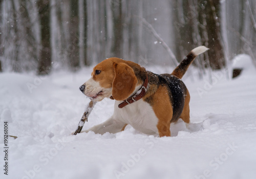 Beagle dog in the woods in heavy snow