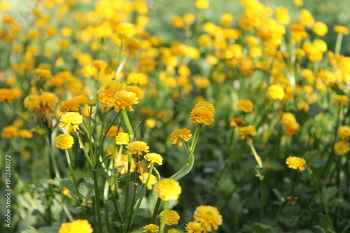 yellow flowers © Natalia