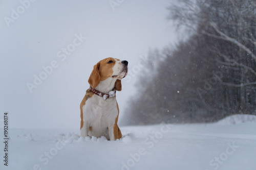 Fototapeta Naklejka Na Ścianę i Meble -  Beagle dog in the woods in heavy snow