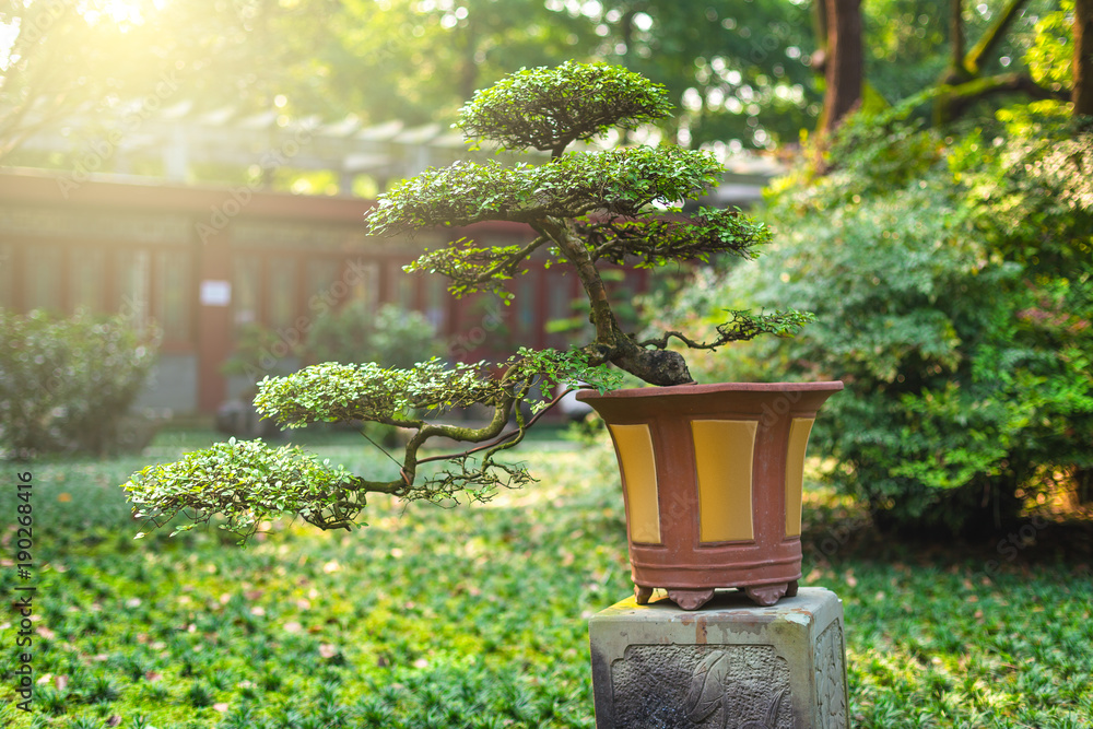 Bonsai tree in a pot on a stone table in sunlight in baihuatan public park chengdu china