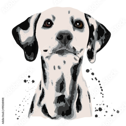 Dalmatian and blots the dog's head