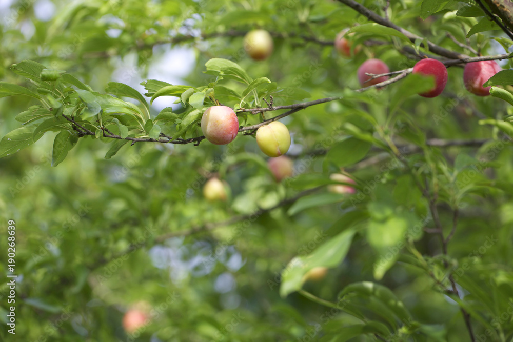 Obraz premium すももの木