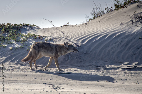 coyote on the sand