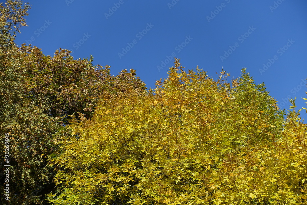 Autumnal foliage of ash tree against blue sky