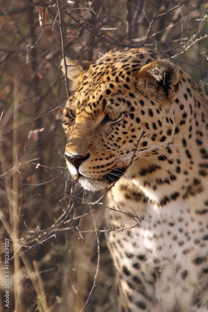 Leopard (Panthera pardus) Portrait Leopard (Panthera pardus) Portrait