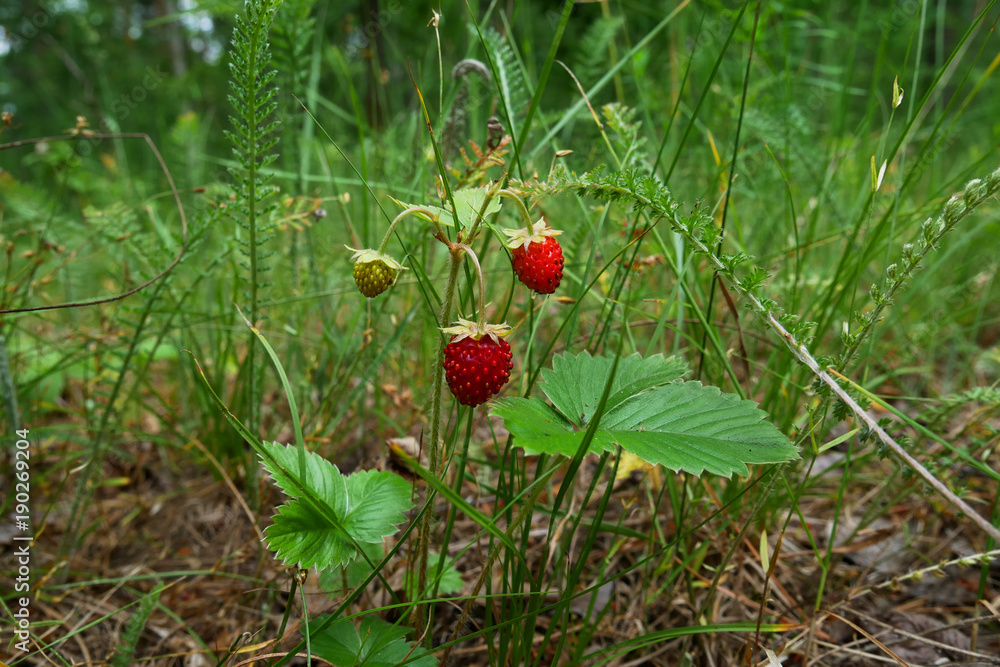 Wild strawberry growing in natural environment. Macro close-up dolly shot.