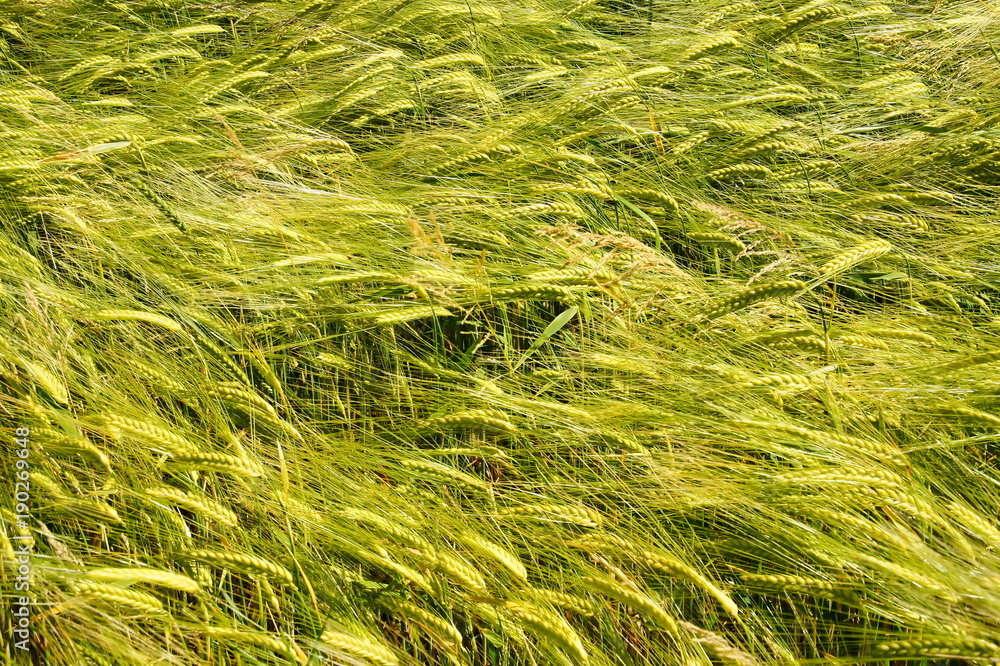junge hellgrüne Gerstenähren im Frühling
junge hellgrüne Gerstenähren im Frühling
