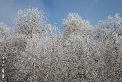 Trees in frost and snow on winter sunny day 