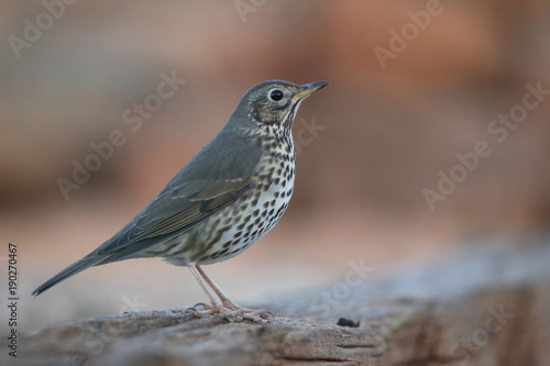 Song thrush - winter migration © Paolo