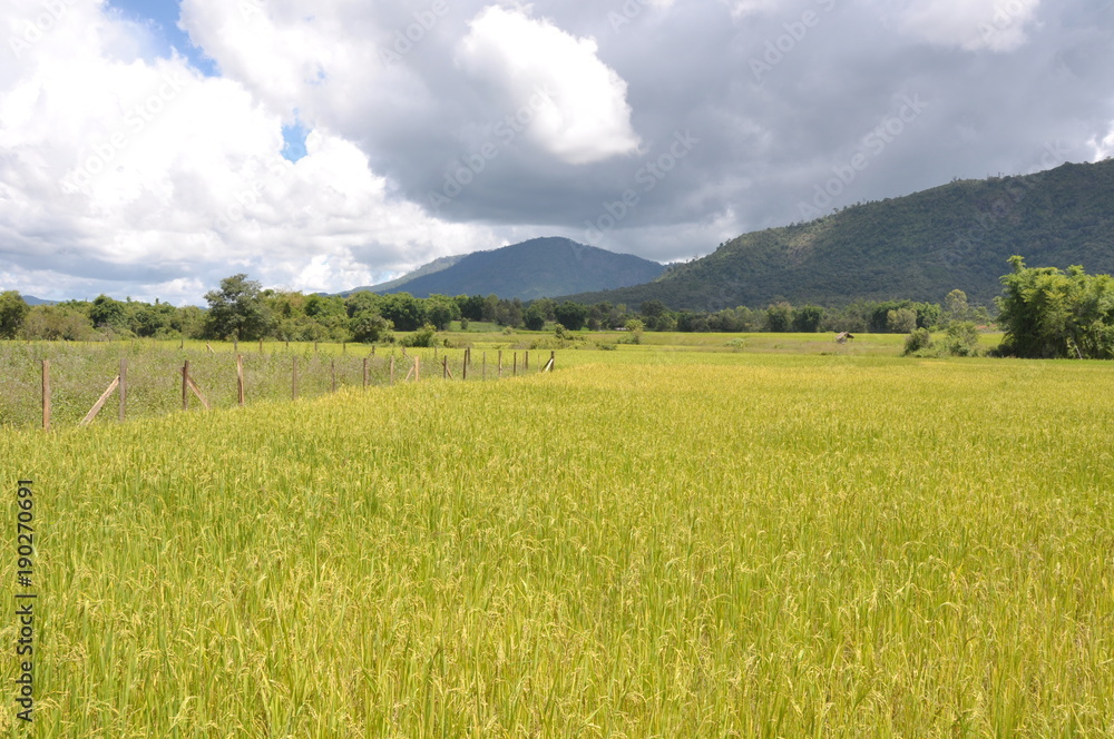 Fototapeta premium Reisfeld