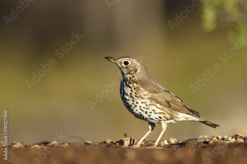 Song thrush - winter migration