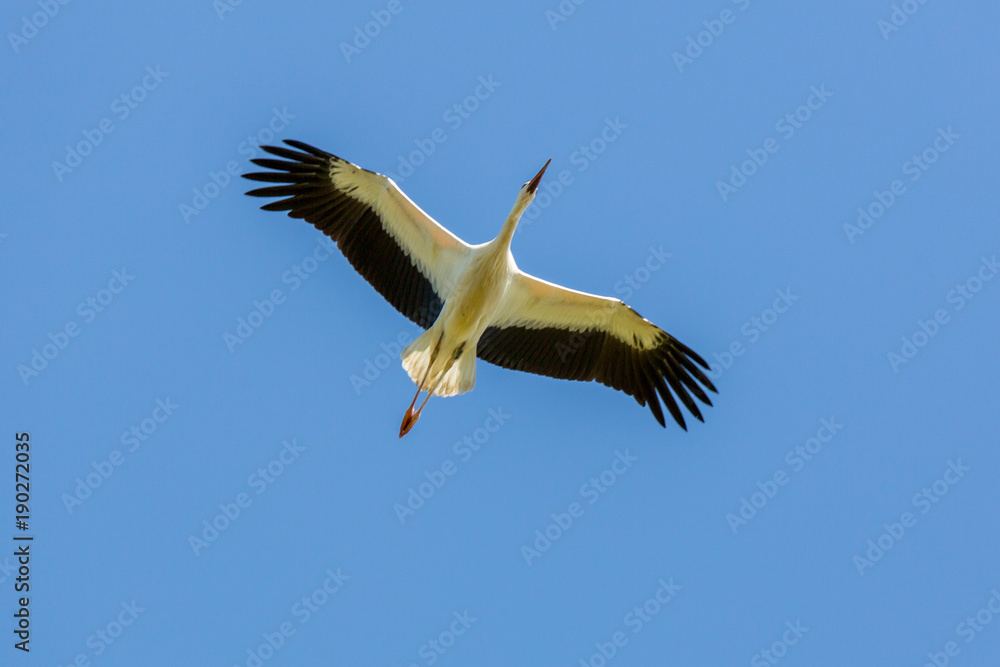 Obraz premium Storch im Flug