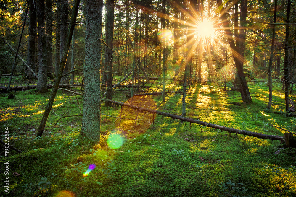 Fototapeta premium Jasne promienie słoneczne w zielonym wiosennym lesie. Krajobraz porannego lasu o wschodzie słońca. Malownicze tło przyrody. Naturalne lasy