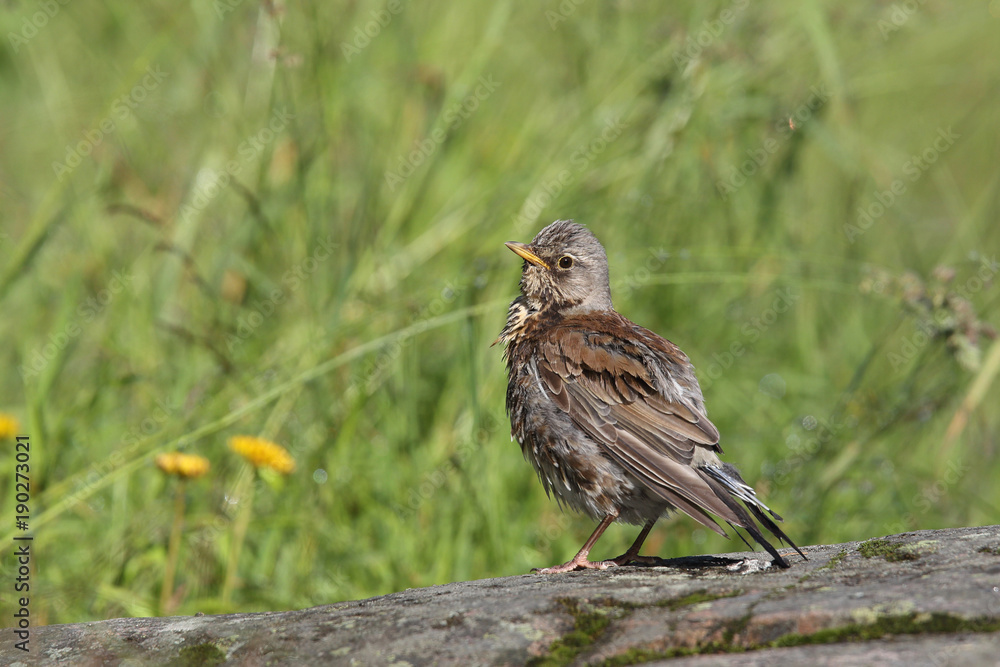 Fieldfare - thrushes Fieldfare - thrushes