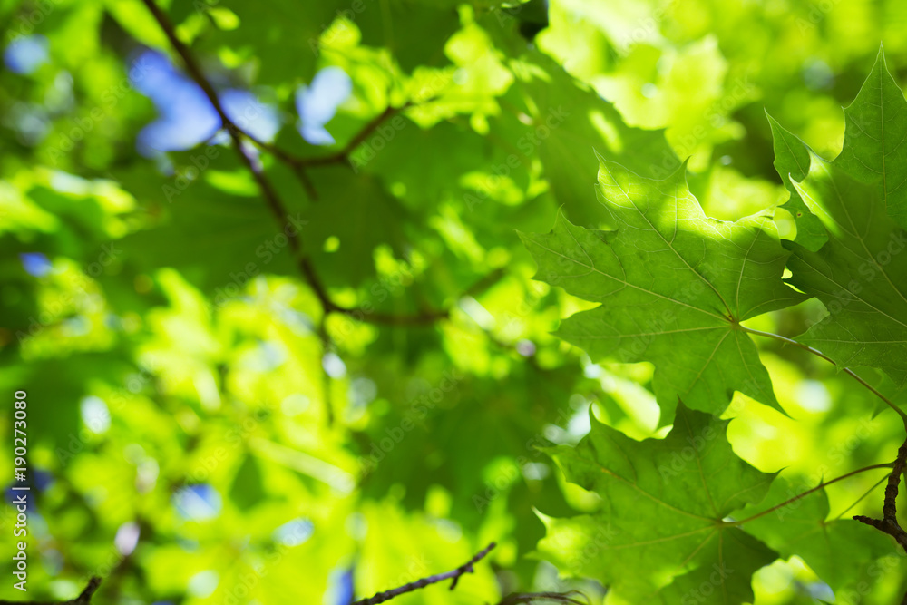 Summer background of green leaves. Natural plant of green foliage on branches of tree. Summer background of green leaves. Natural plant of green foliage on branches of tree.