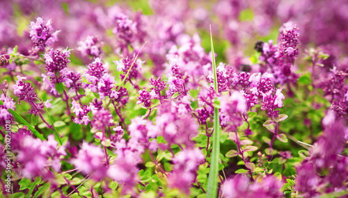 Spring pink flowers on a flower meadow. Spring plant background.