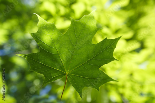 Green leaf. Summer background. Green maple leaf on background of foliage of tree.