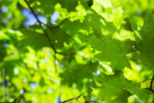 Summer background of green leaves. Natural plant of green foliage on branches of tree.