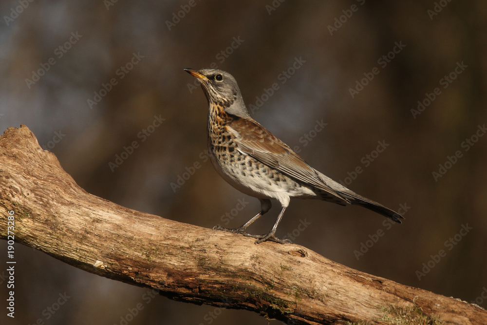 Fieldfare - thrushes Fieldfare - thrushes