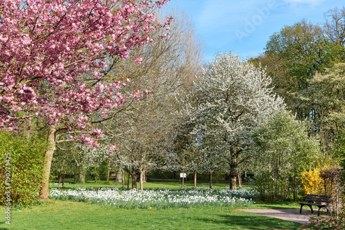 Blühender Frühlingstraum in weiß und rosa im Park