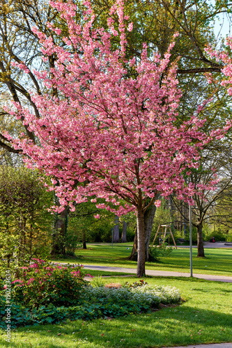 Frühling im Park, japanischer Zierkirsche und Tränendes Herz