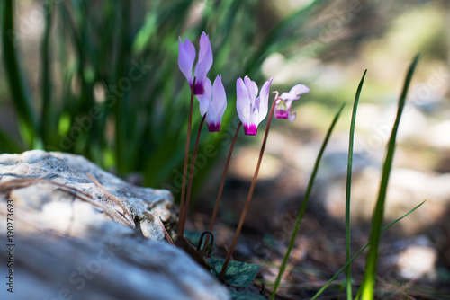 wild purple cyclamens in the forest
