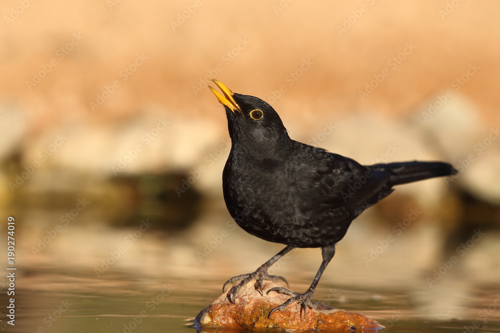 Common black bird Common black bird