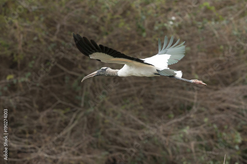 Wood Stork