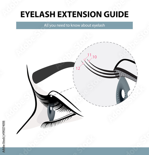 Eyelash extension guide. Eyelashes grow. Eyelid. Side view. Infographic vector illustration. Training poster