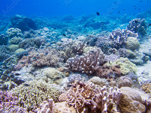 Beautiful coral reef at Bunaken