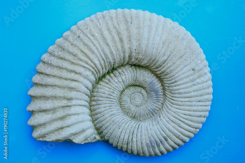 Ammonite isolated in blue background