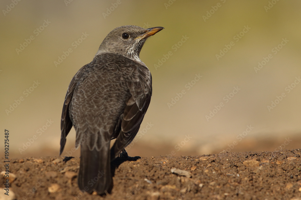 Fototapeta premium Ring ouzel