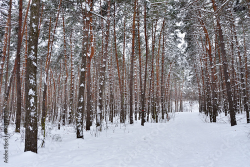 Beautiful coniferous forest with pine trees in winter with snow in January