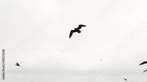 Stark contrast of white sky and black birds flying through frame in slow motion.