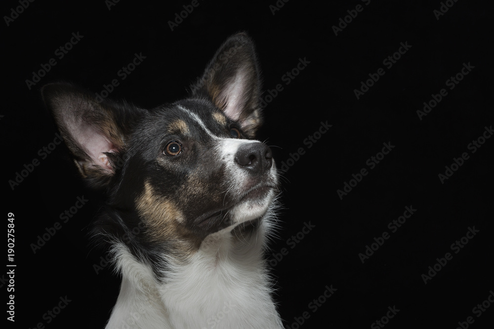 Portrait eines jungen Bordercollies Portrait eines jungen Bordercollies