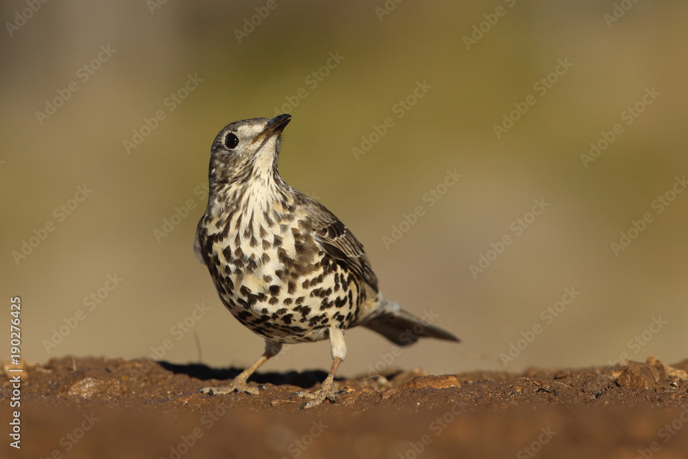 Mistle thrush Mistle thrush