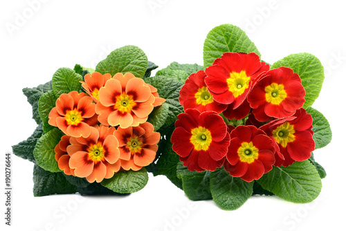 two red and orange primula flowers from top view on white isolated background