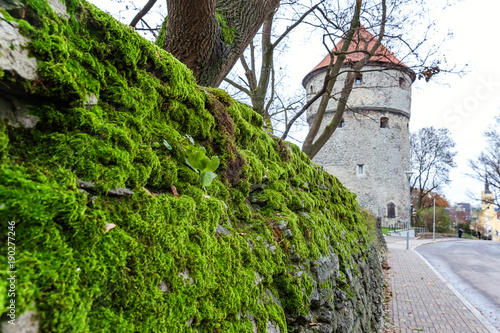 Stones covered with moss. Old wall of the building. Green moss photo